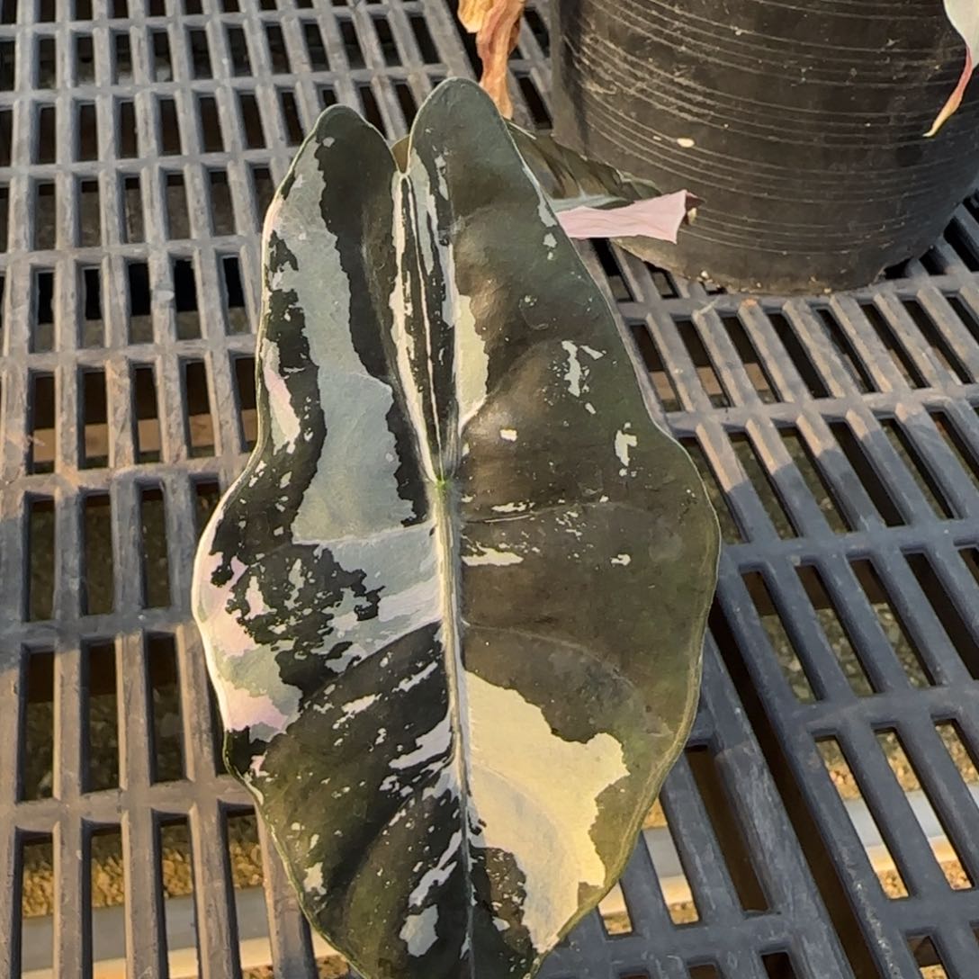 10-1210泰国发货香特丽丽