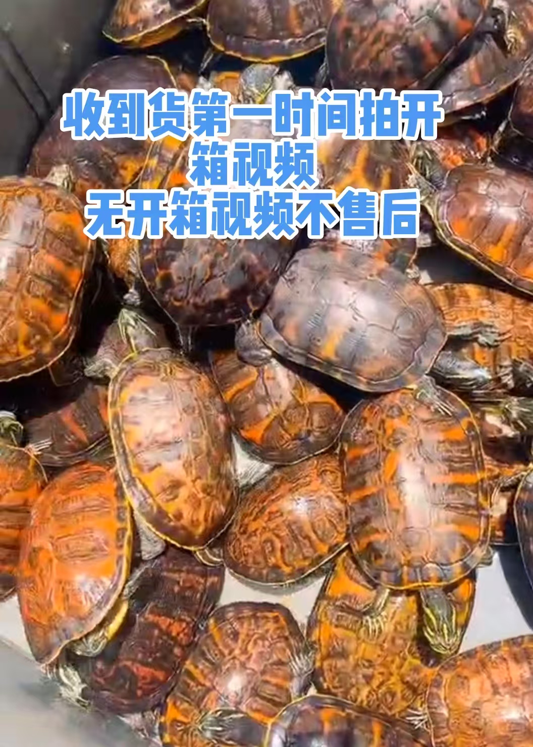 直播选龟链接（外塘母种火焰龟，不包品相）无开箱视频不售后