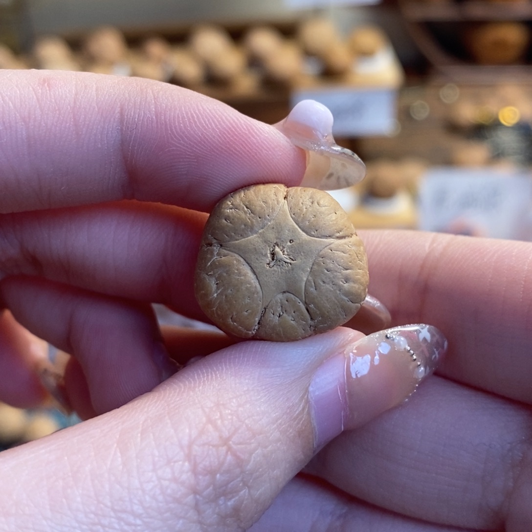 凤眼菩提吊坠五星单颗