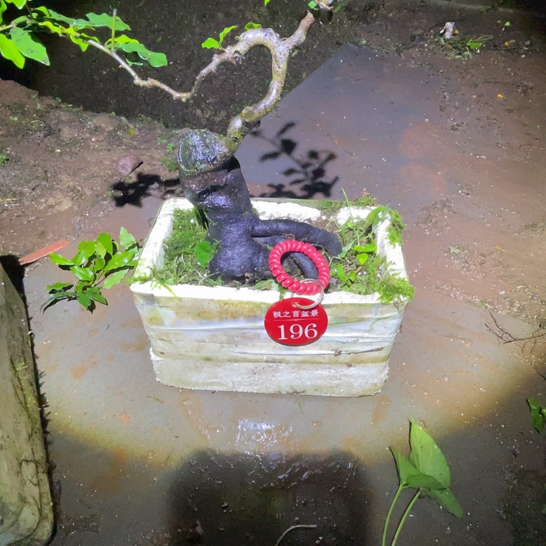 完全开放灌木金弹子