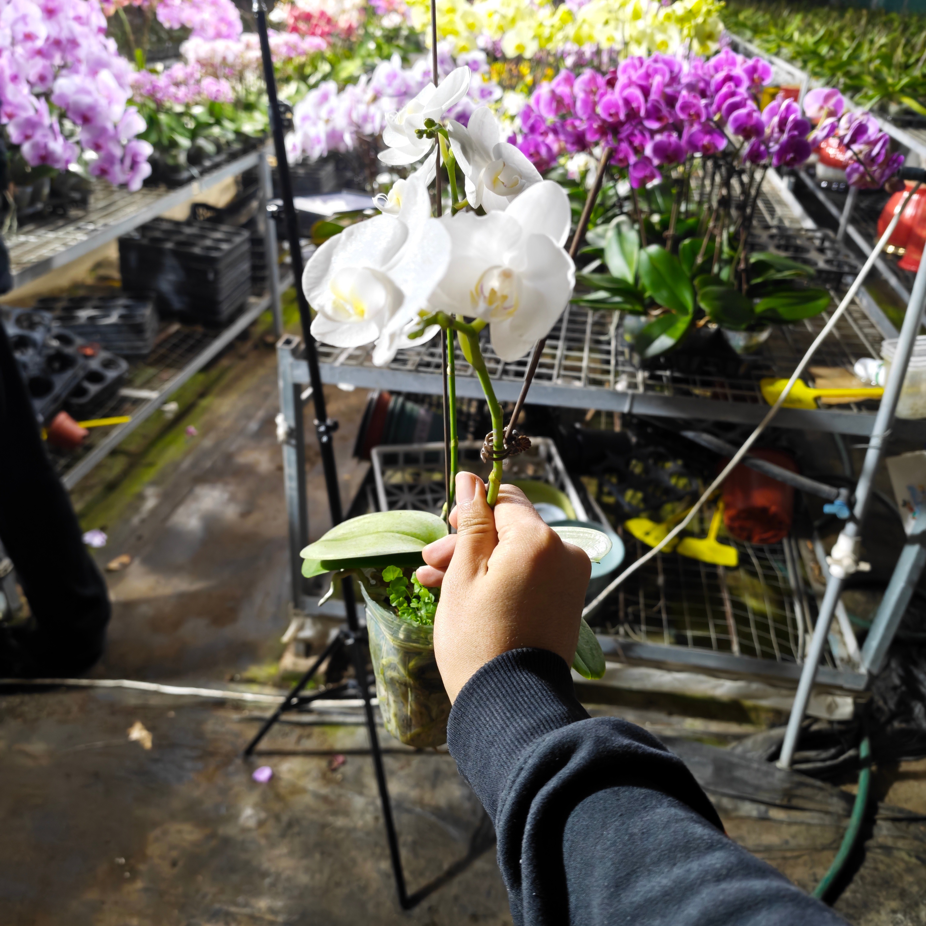 大型多花【阿玛】繁生花坊蝴蝶兰特价微损无售后