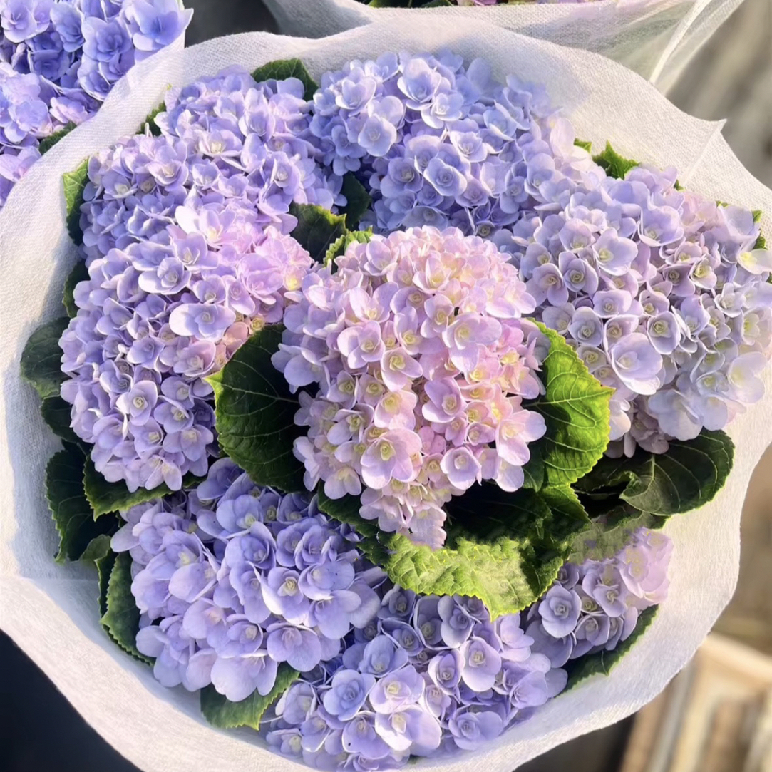 【束漫】弗洛伦蒂娜 重叠花瓣 露天绣球适合地栽手捧花阳台盆栽