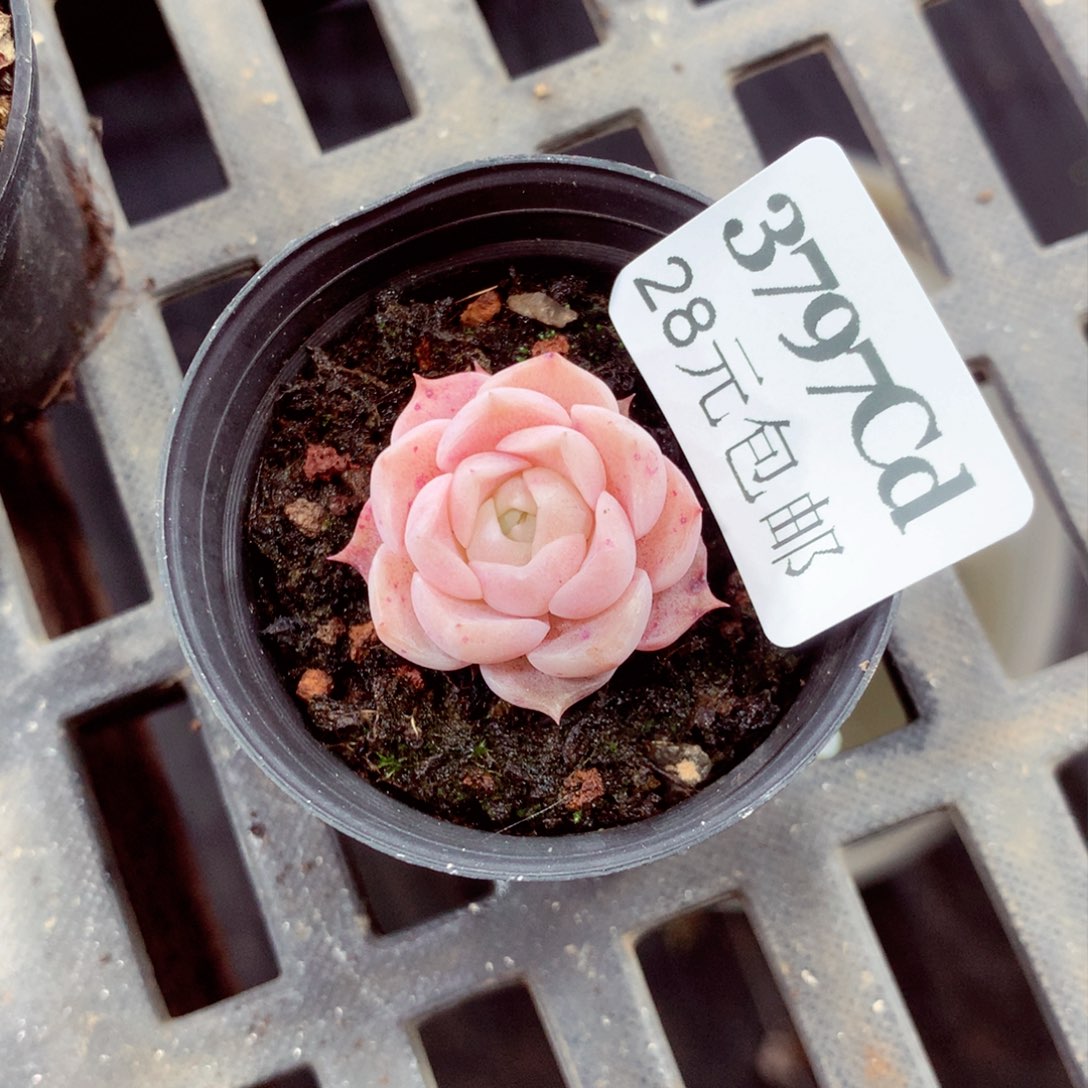 5厘米盆精控多肉3797