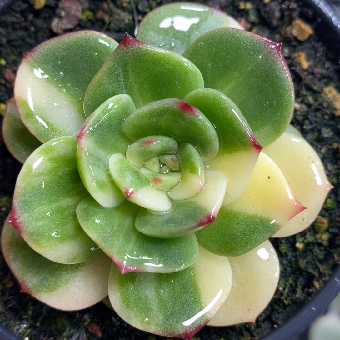 19三文鱼锦单头带根