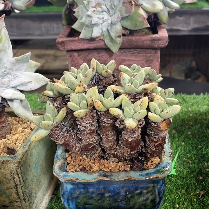 丸叶库尔粗桩福利