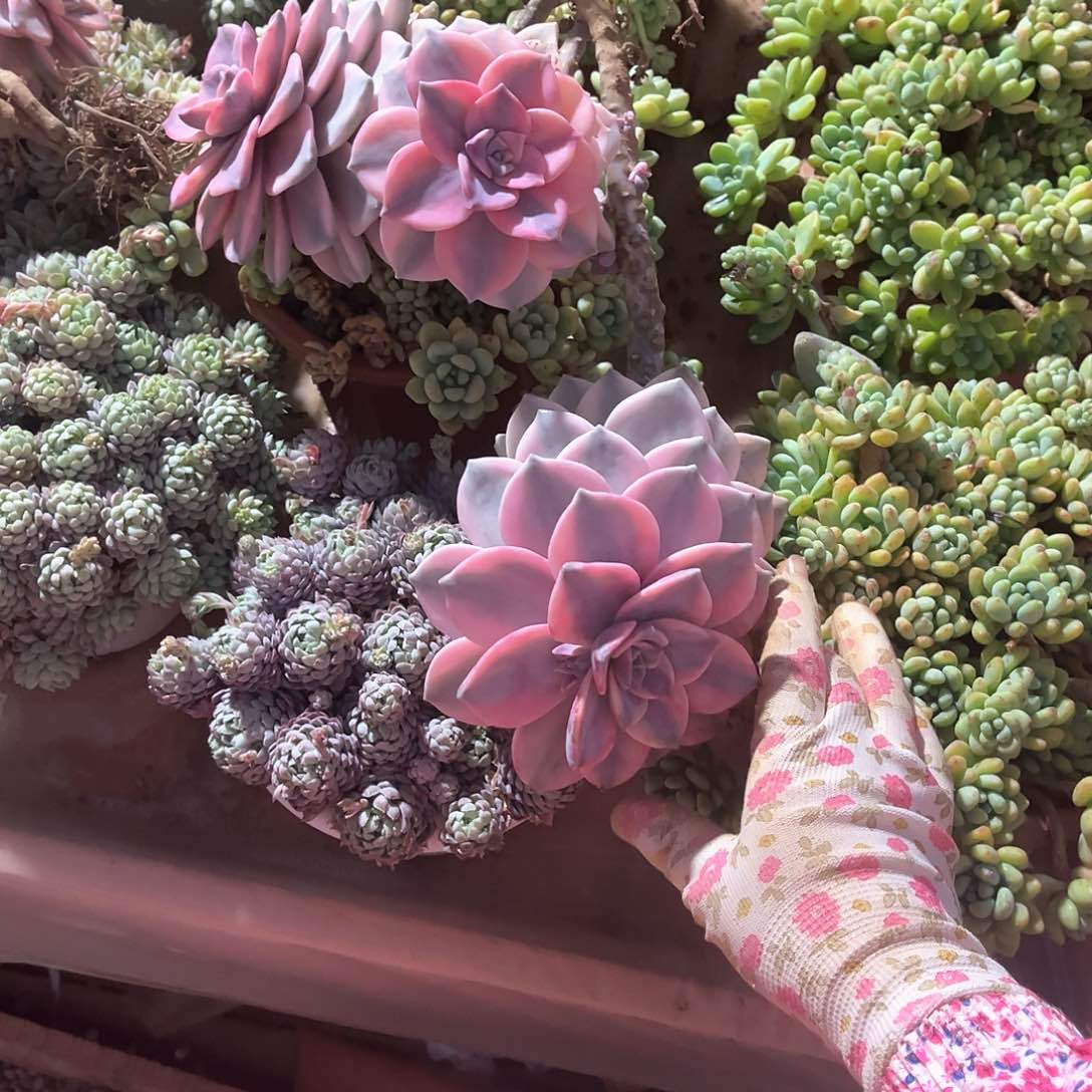 平**福多肉植物紫乐景22