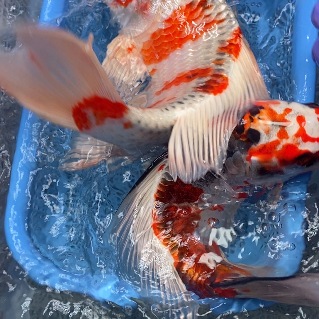 锦鲤冷水锦鲤包邮
