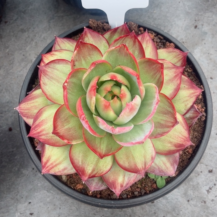 喀***莎惊鸿仙子多肉植物A308