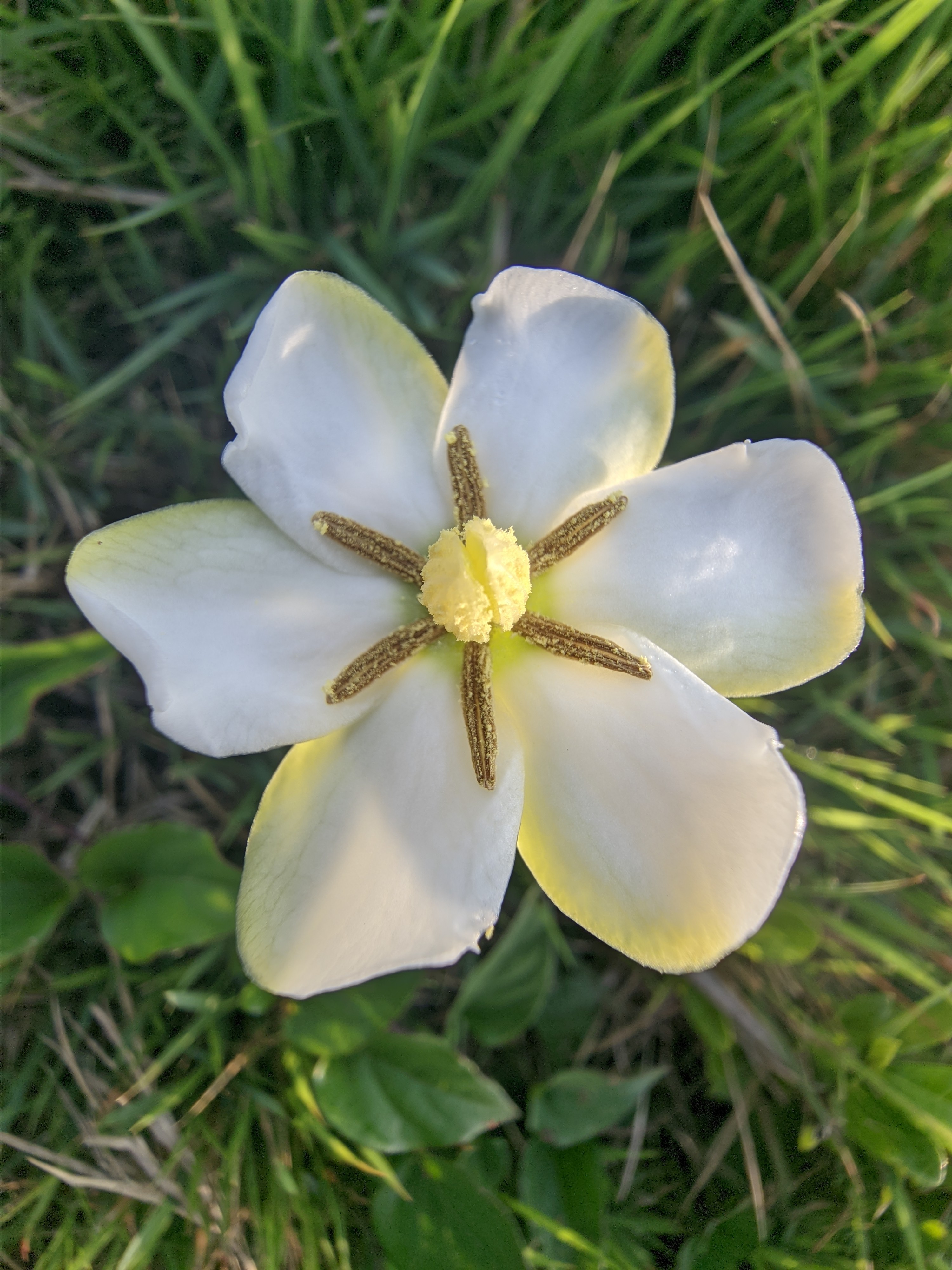 小叶栀子花又名小栀子，水黄栀子