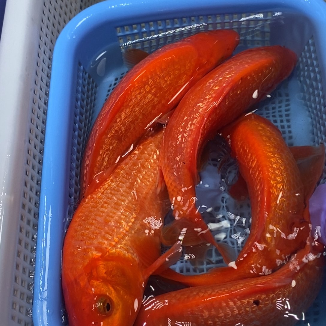 锦鲤冷水锦鲤包邮