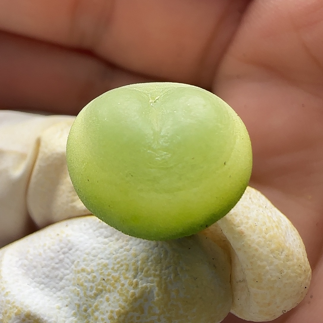 11-24-149当天满38包邮1.5cm拉登母本有一点点疤