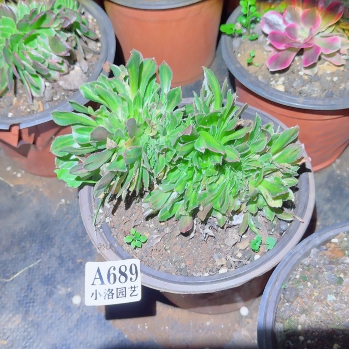 689碧螺春缀化多肉植物满28包邮