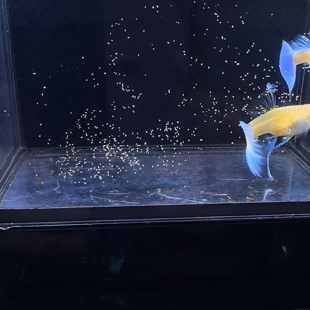 孔雀鱼蓝白大c一对