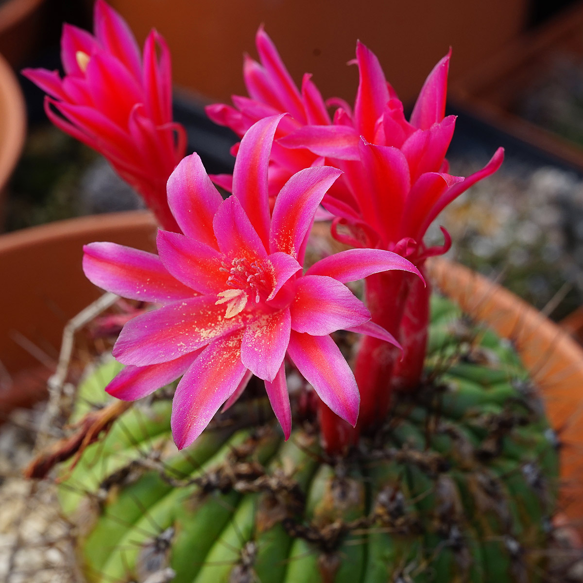 Matucana ritteri  奇仙玉