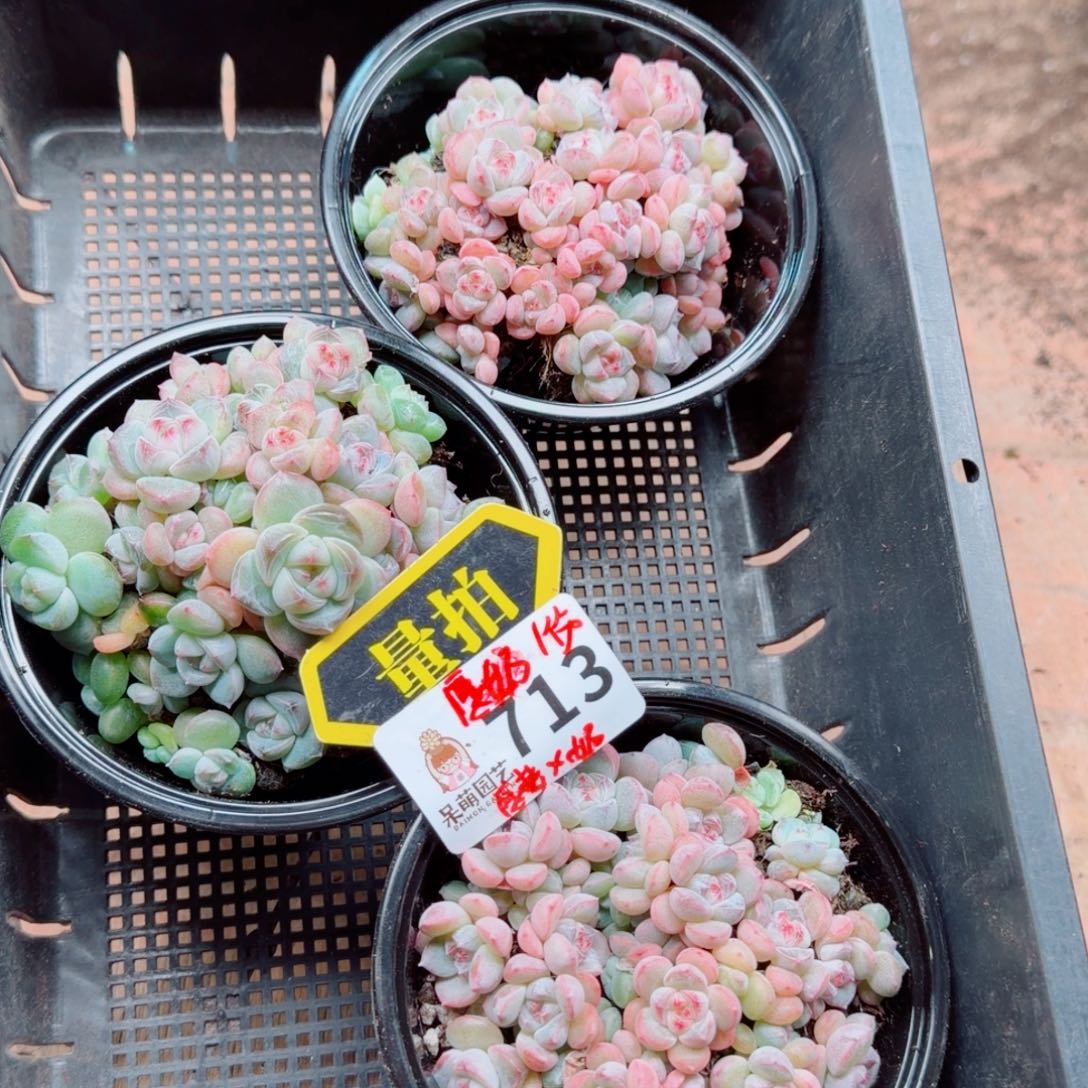 多肉植物多肉植物