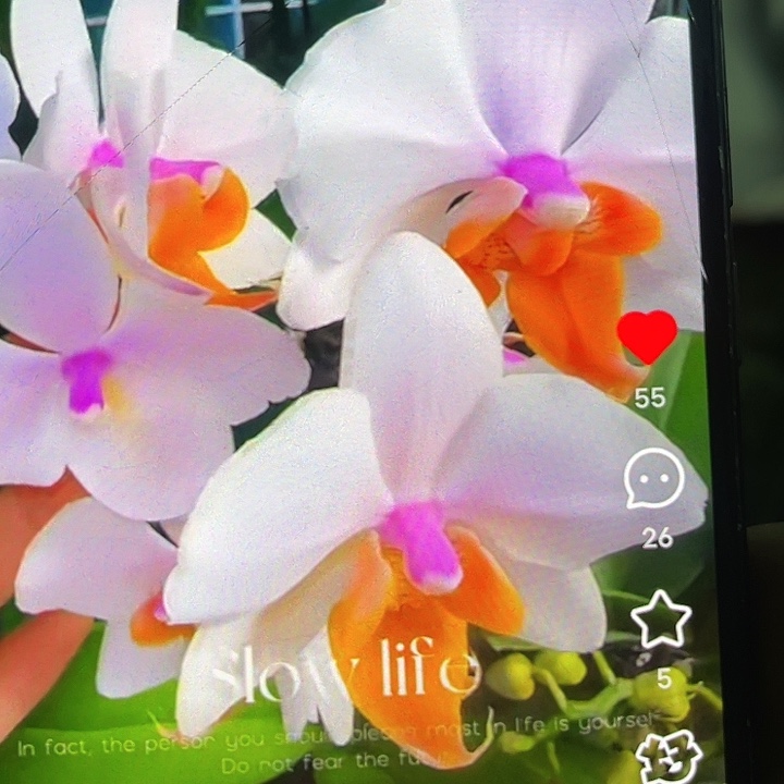 当前无花栽培后可以开花豆蔻年华