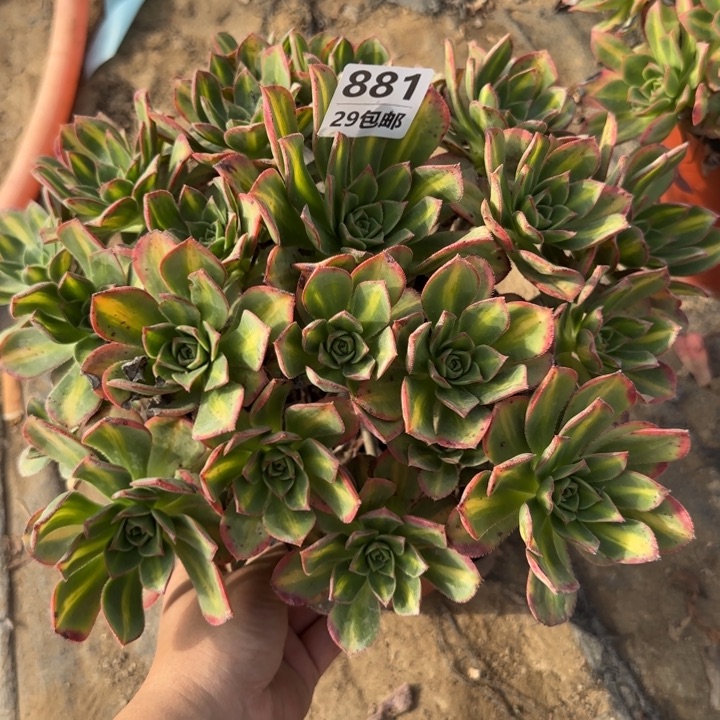 星灿……多肉植物……