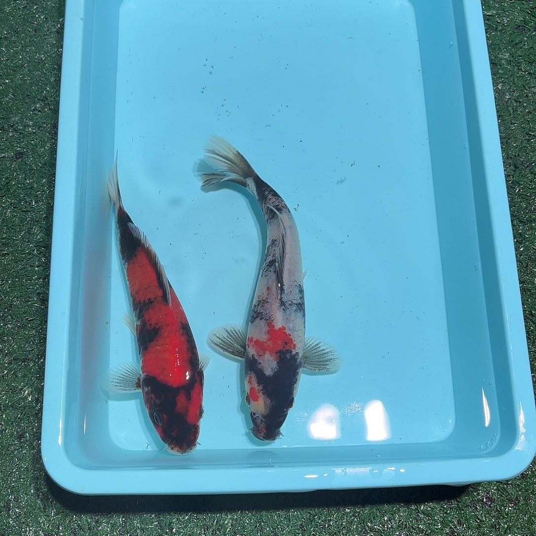 锦鲤七七锦鲤甄选7