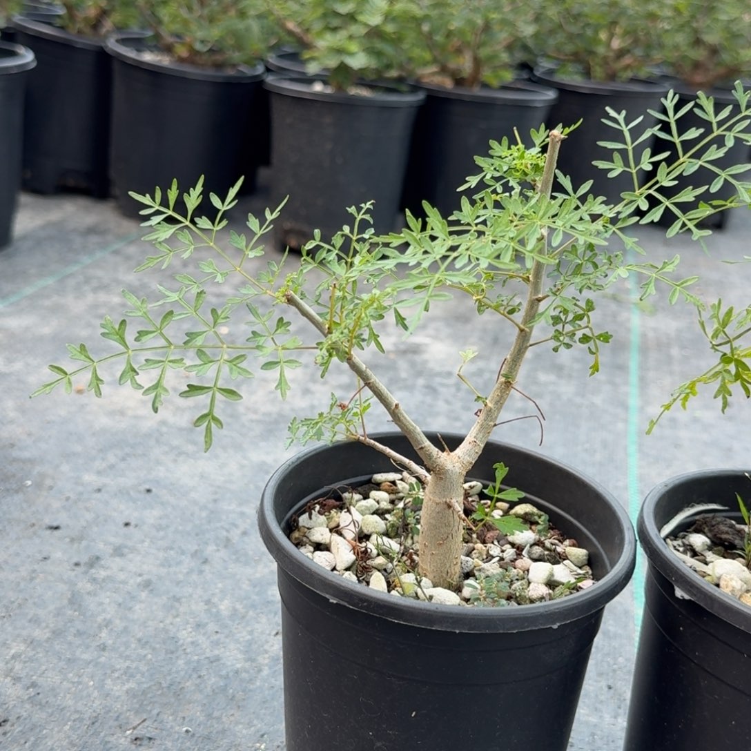 土***土十字裂榄带盆土哈