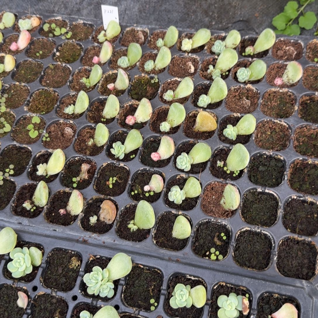 P221 穴一个满25包邮