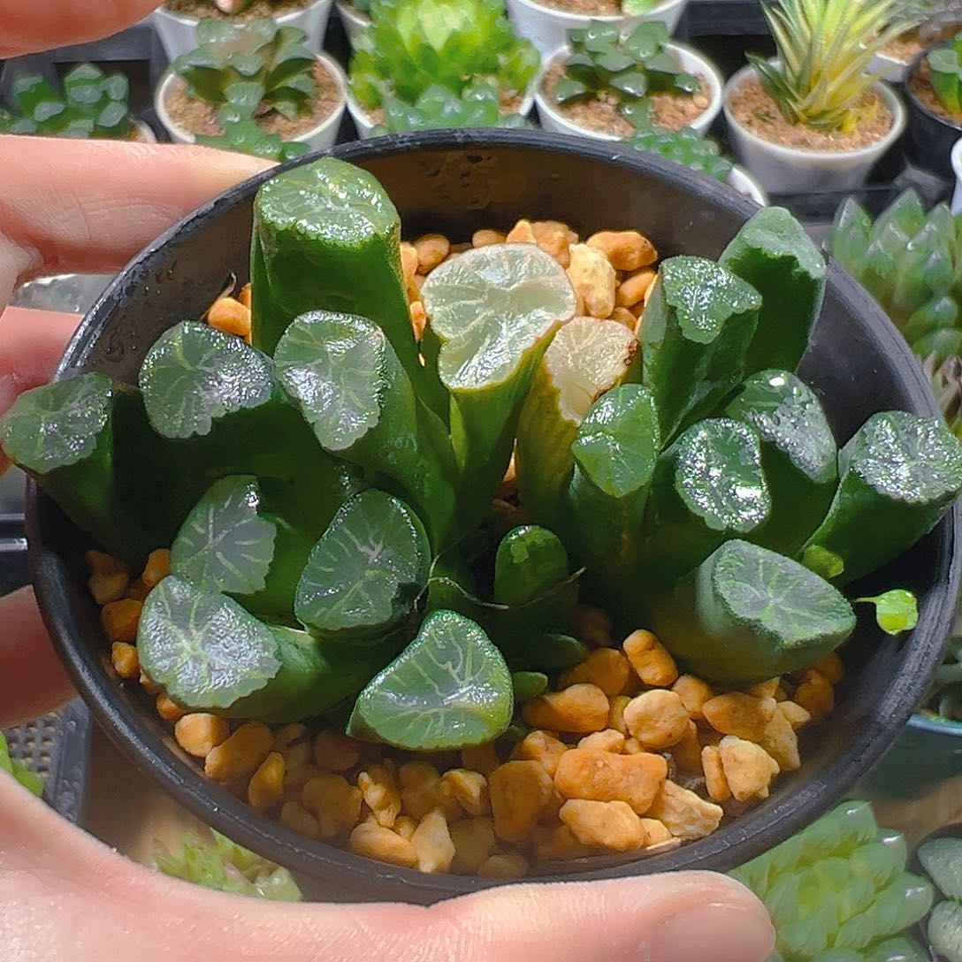 双头万象多肉多肉1