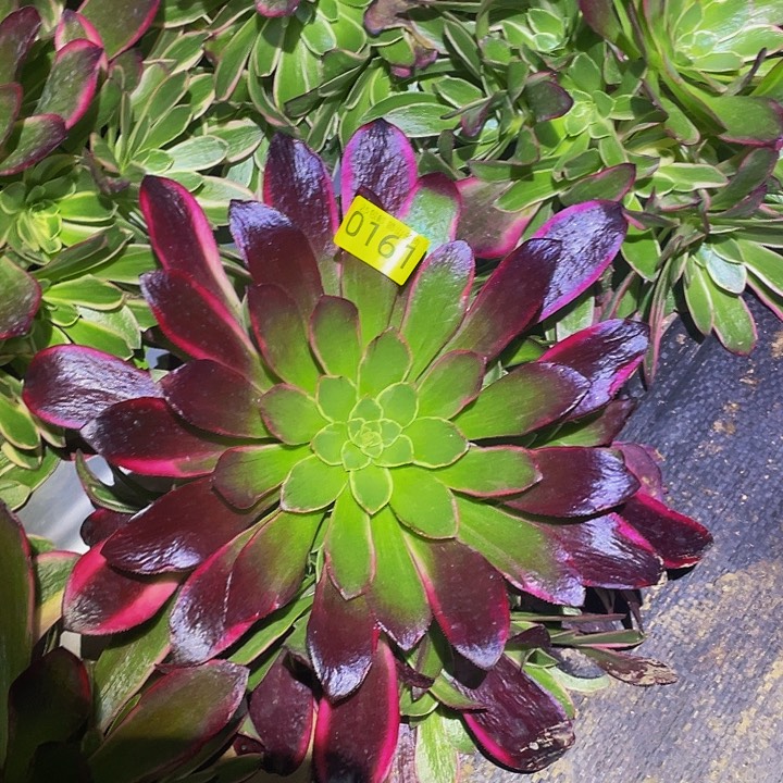 0161蛇毒金丝区多肉植物