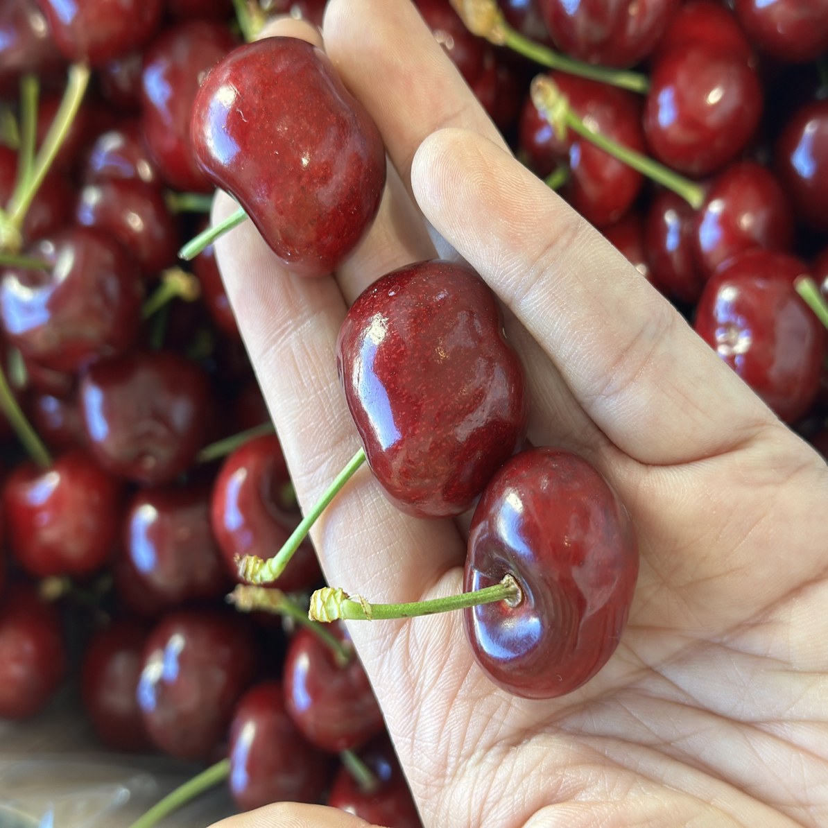 车厘子4JD海运桑提娜5斤新上市口感好新鲜好吃要求高慎买其他品种