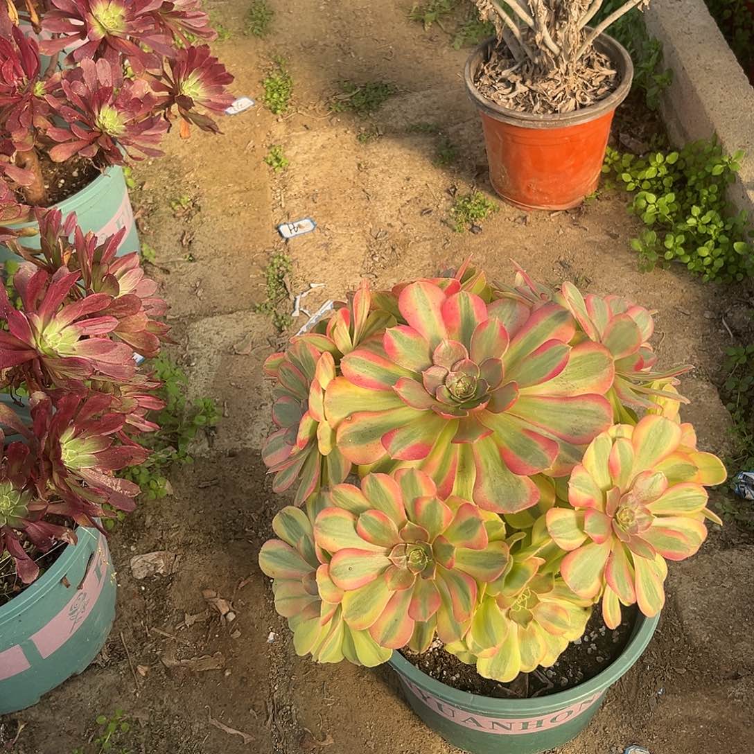 2雨荷法师多肉植物