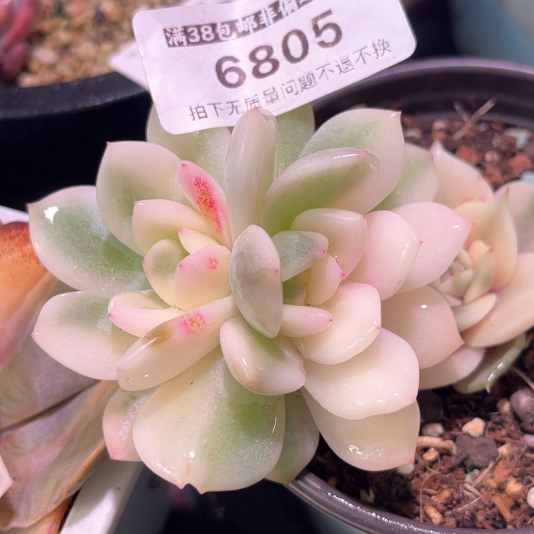 多肉特价梦露锦头盖6805