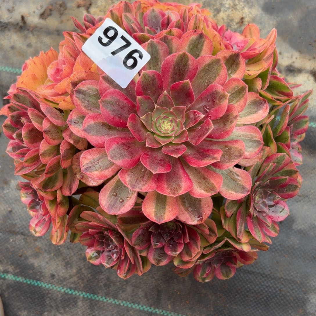 976雨河多肉植物福利