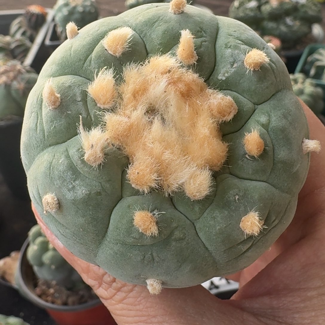 【闪购商品】实生大尤鲜萝卜根737