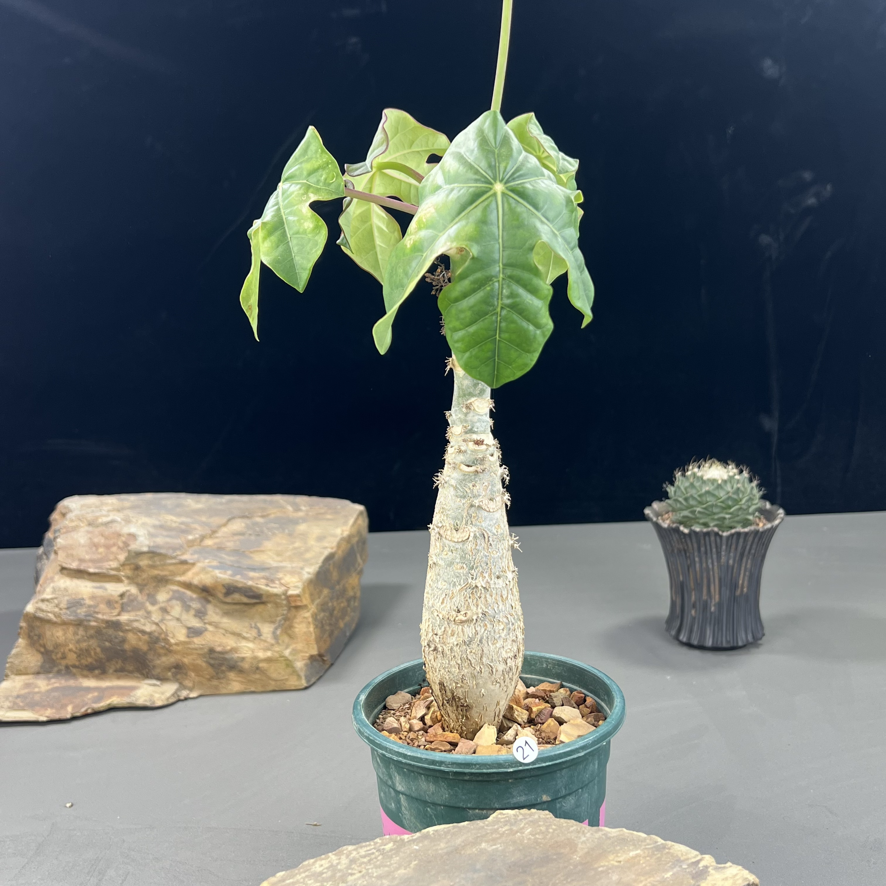 佛肚海棠块根植物一物一拍21