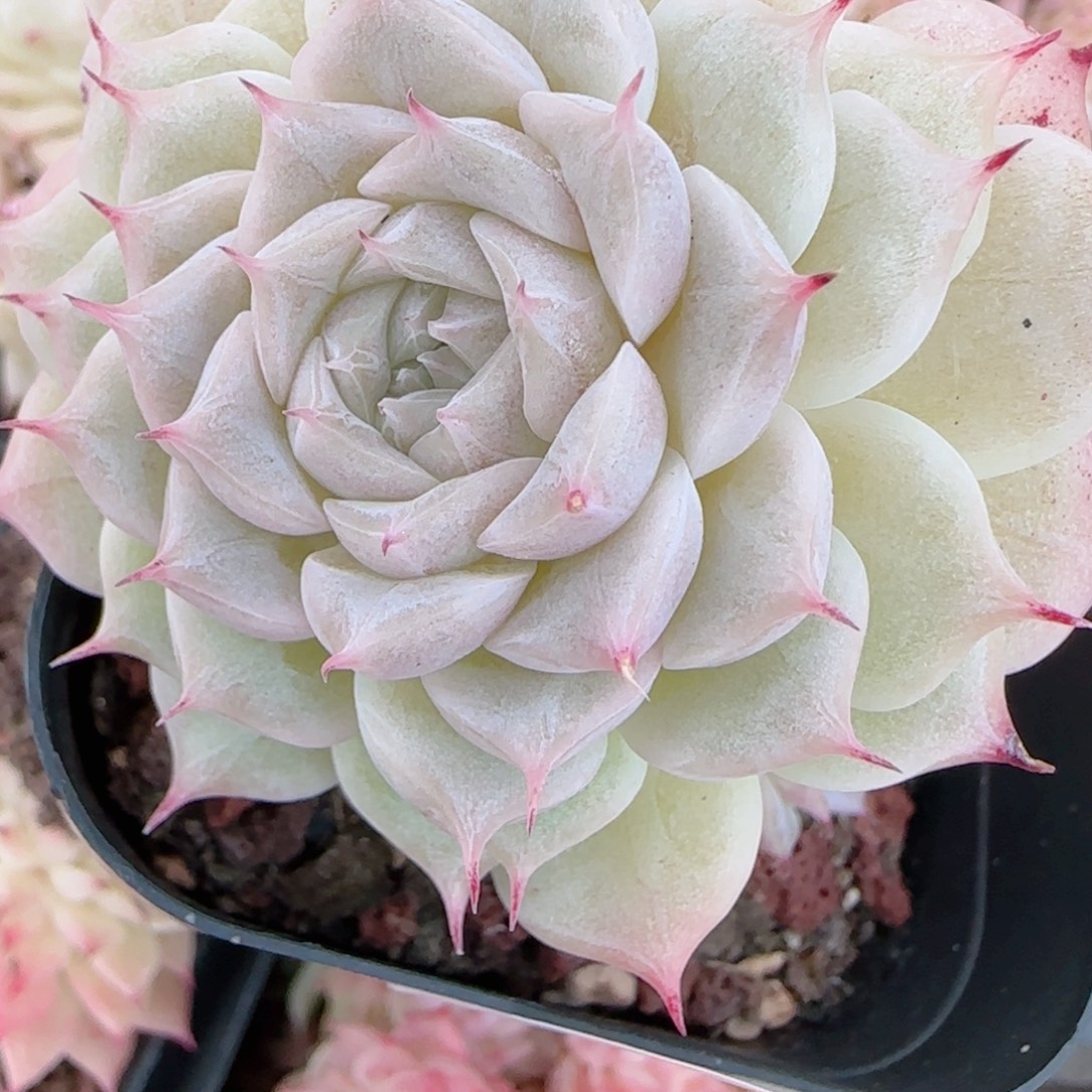 C***花语多肉0102-273散