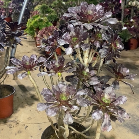 圆叶黑法师多肉040