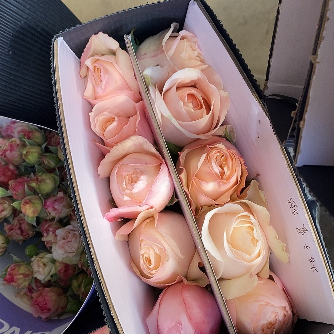 10支 单头橘子蛋挞玫瑰60cm/不包邮