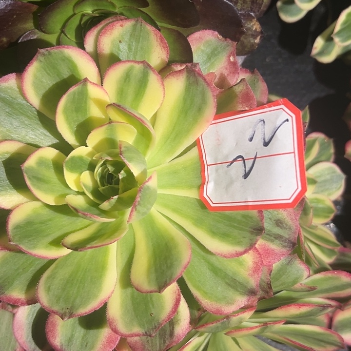 法师锦好好看呀22号