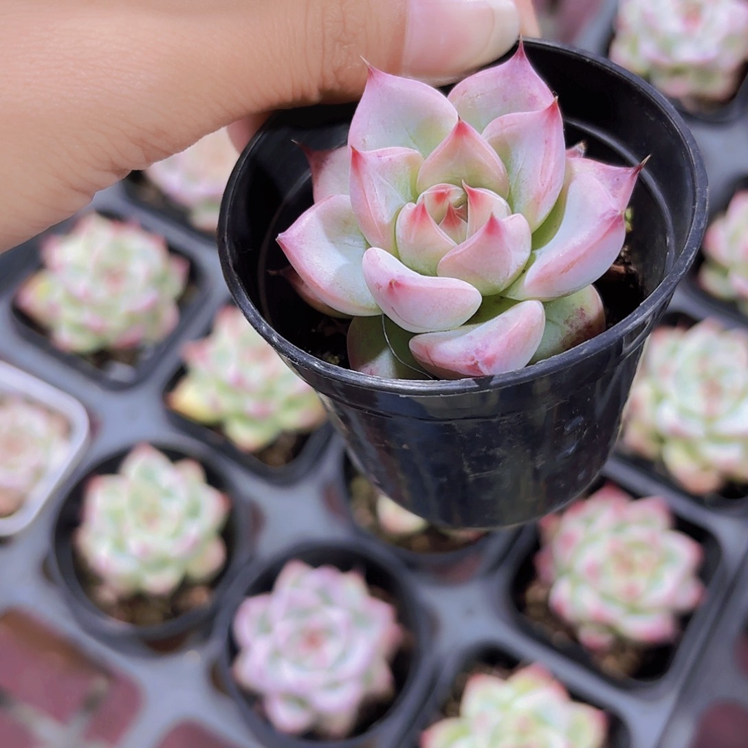 精品婚戒多肉植物