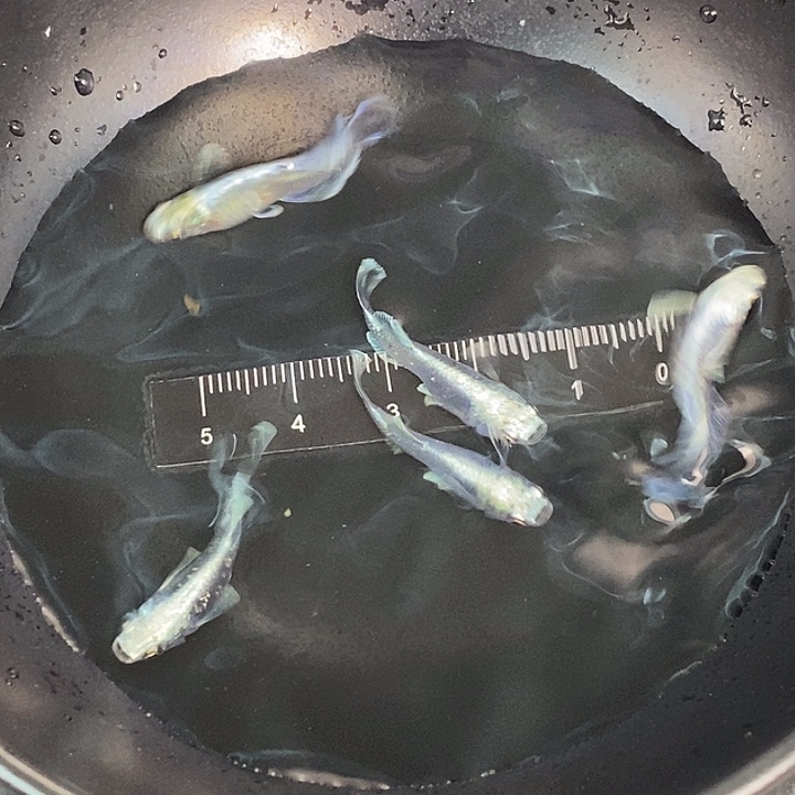海水天使之光一组5条，11号