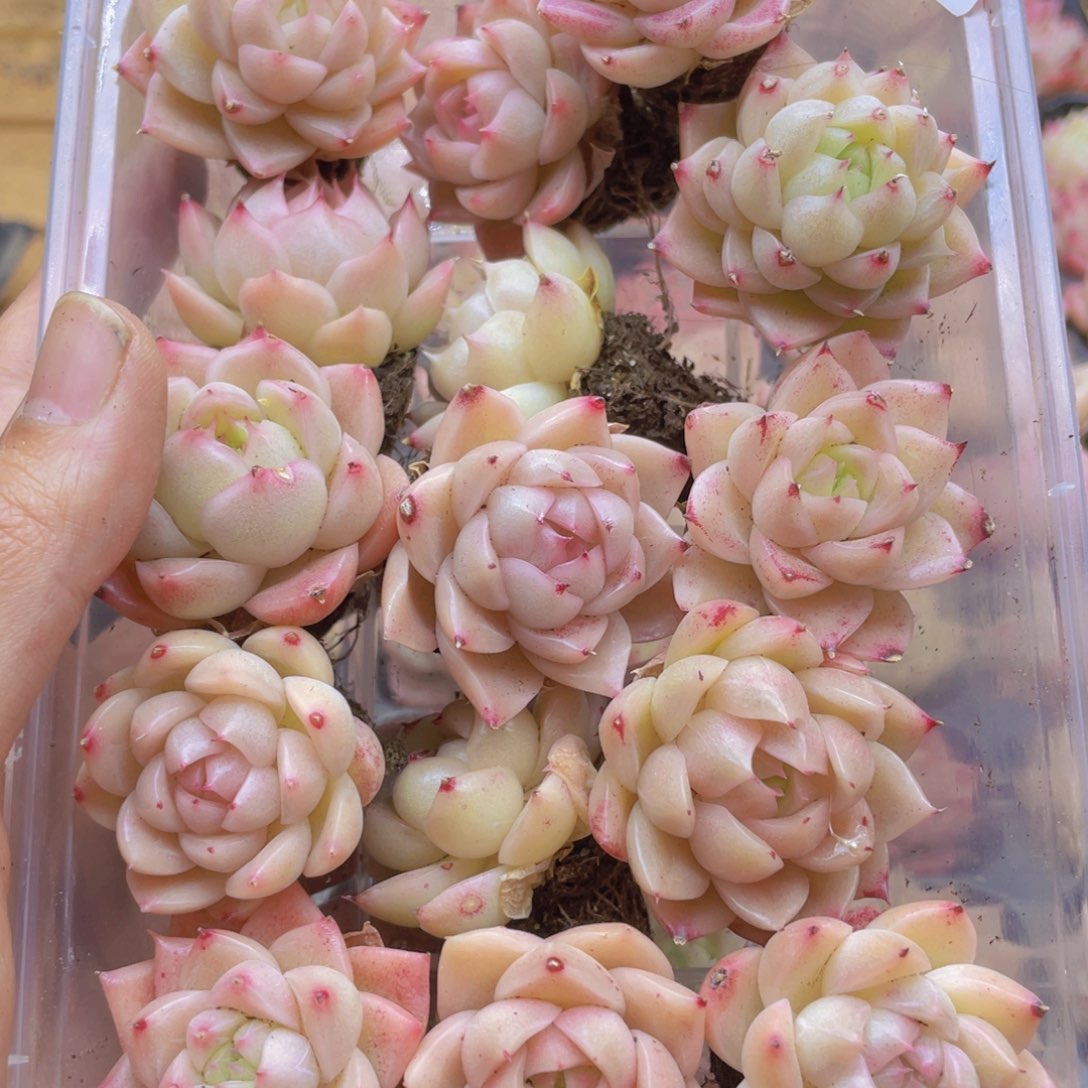 开心快乐幸福050