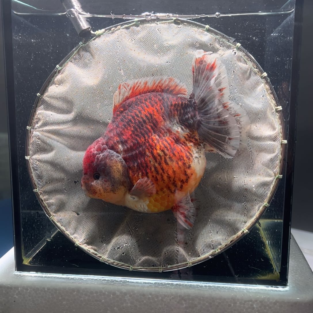 金鱼004。   9999999999