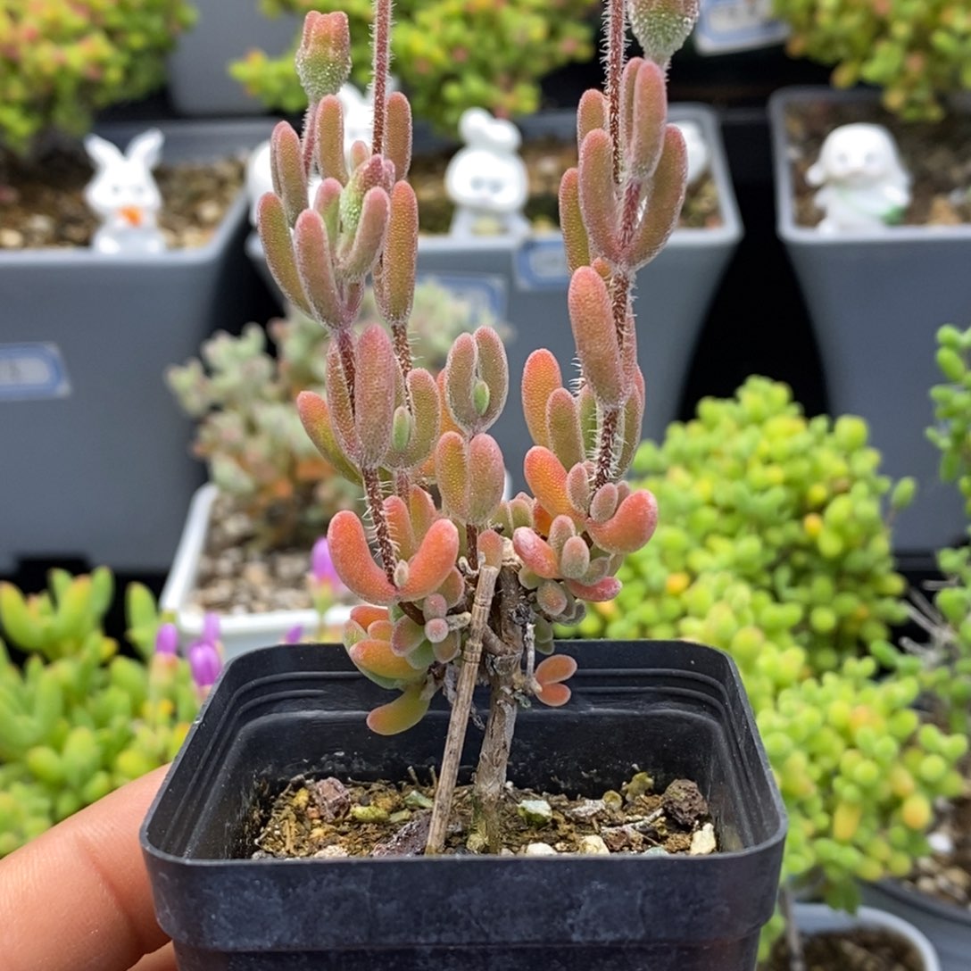 8号优选红叶多肉