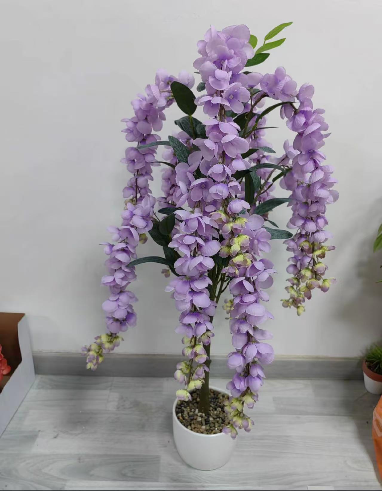 蓝花藤基地直发木质藤本植物南方四季开花花卉盆栽