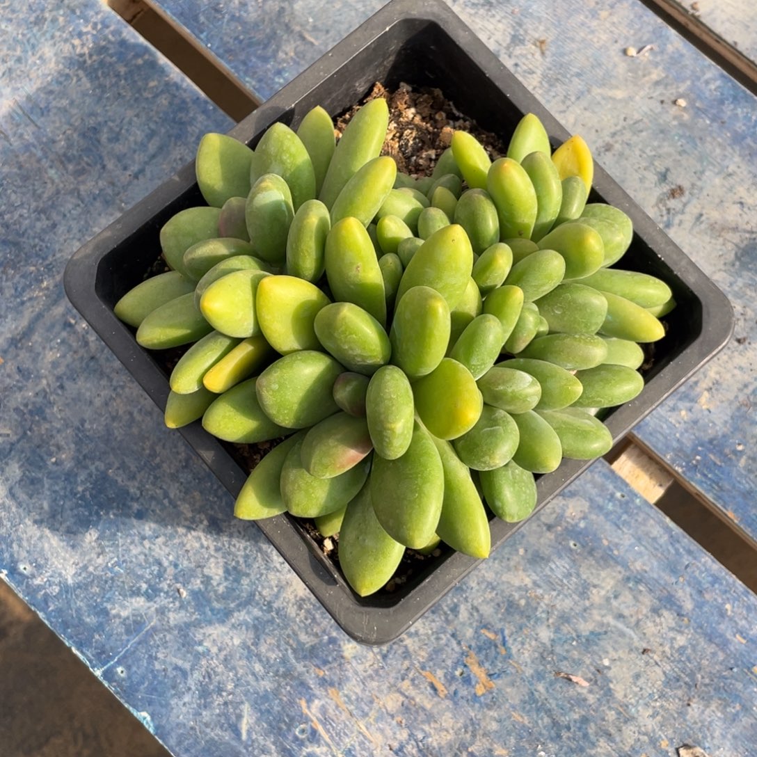 芒果奶一物一拍中通快递