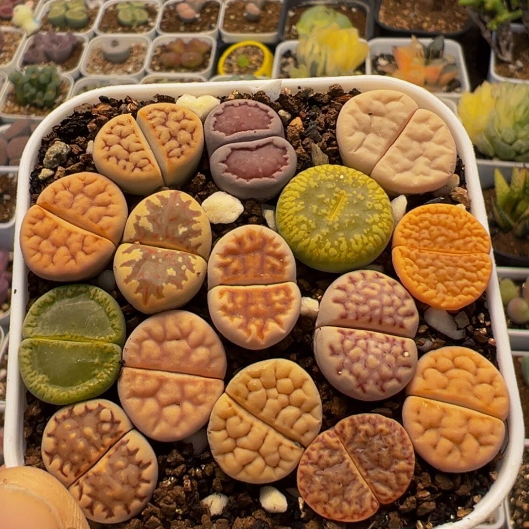 310多肉植物百科植物