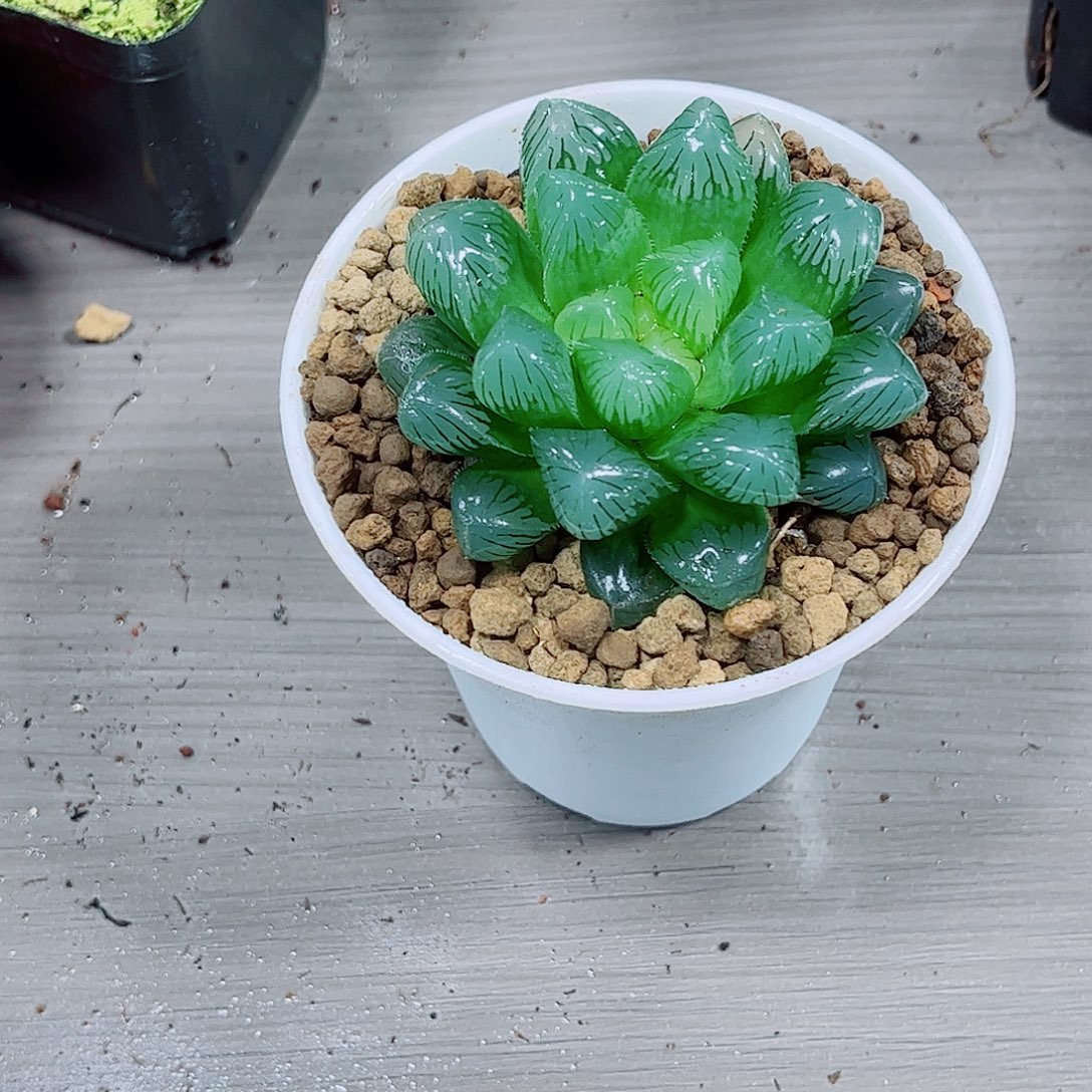 雪钻玉露一勿一拍