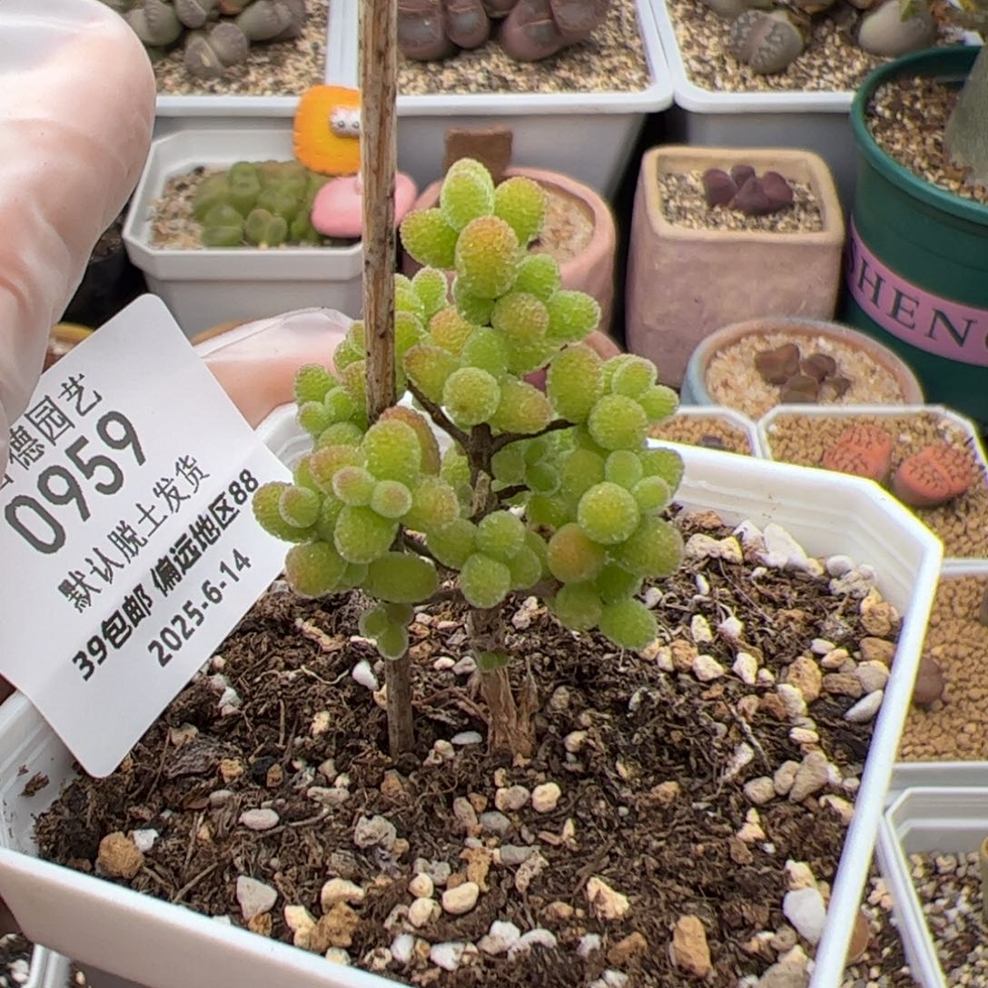 0959号 金桔多肉植物