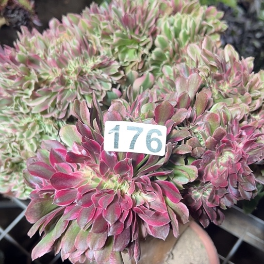 小***明多肉植物一个女巫176