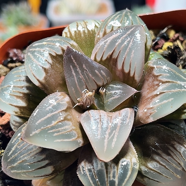 J****十二卷多肉白美人