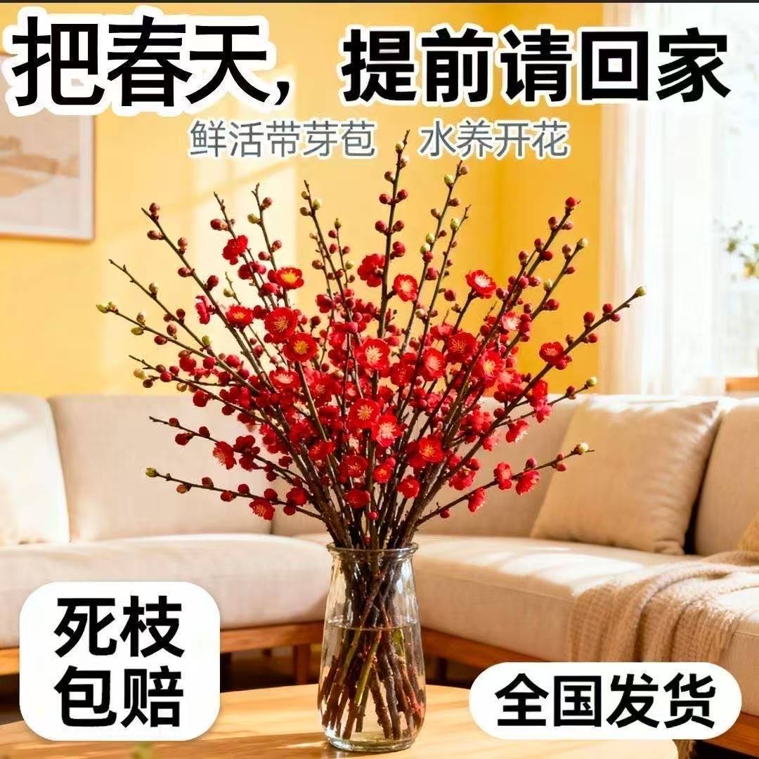 【爆款】鲜枝浓香型水培梅花枝带花苞室内耐寒花卉绿植懒人好养