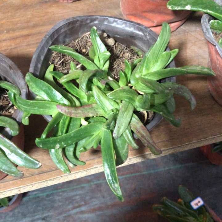 越**好佛手托金一物一拍0007